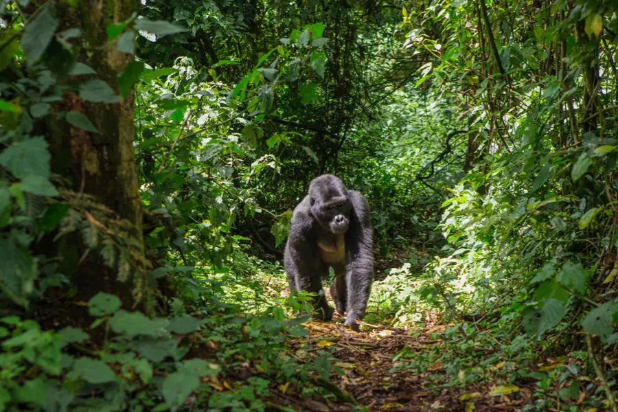 Rwanda-Why-Go-images-Gorilla-Singita-Kwitonda-Lodge