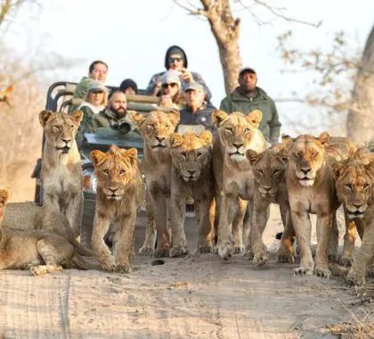 Lions-Big5-Kruger-South Africa