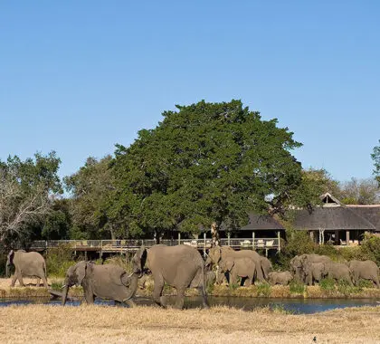 Sabi-Sabi-Bush-Lodge-Elephants-at-Lodge