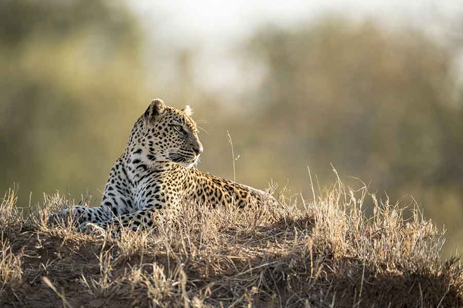 Singita-Ebony-Lodge-next-to-Sabi-Sand-Game-Reserve
