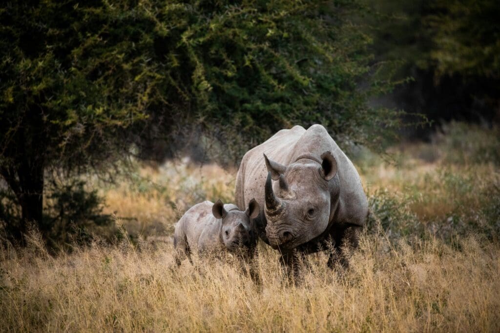 Big5-Rhino