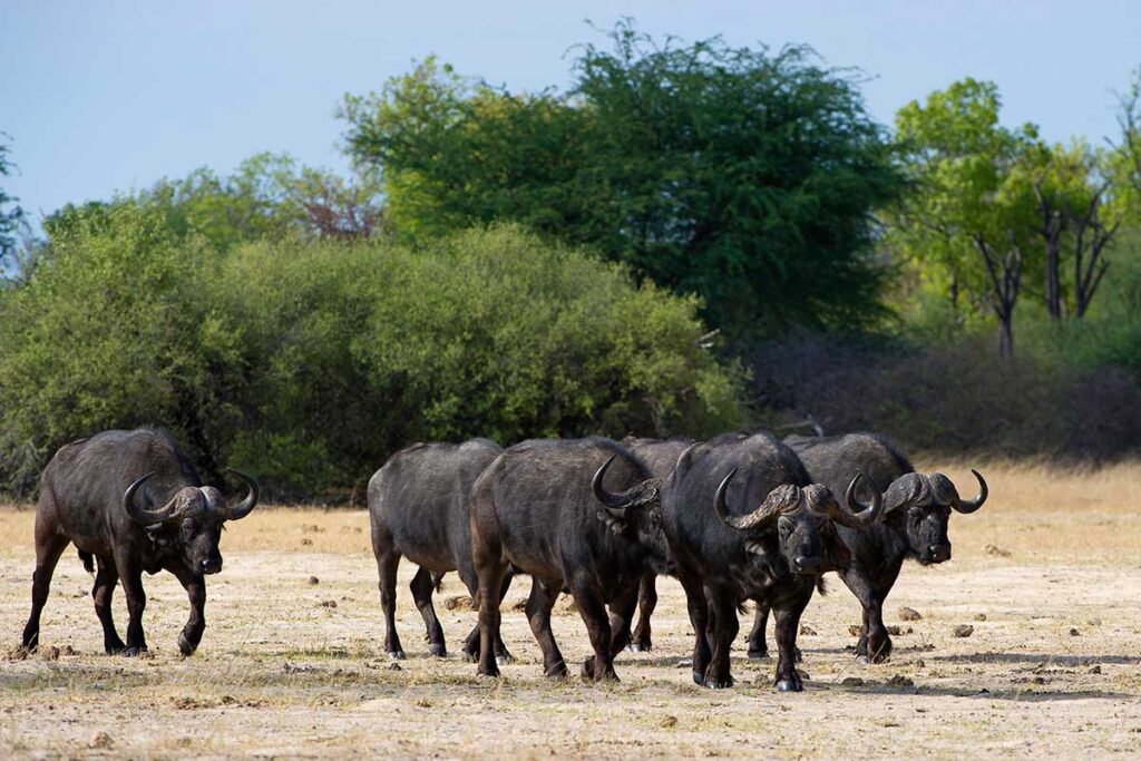 big5-buffalo
