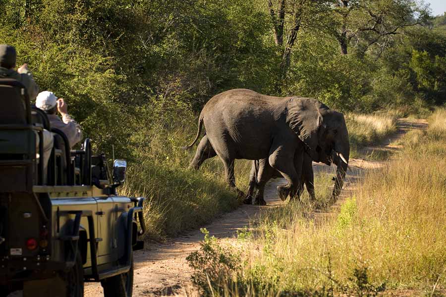 kruger_safari_elephant_sighting_game_drive in a jeep