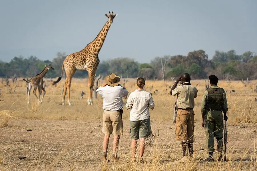 Walking Safari South Luangwa Zambia