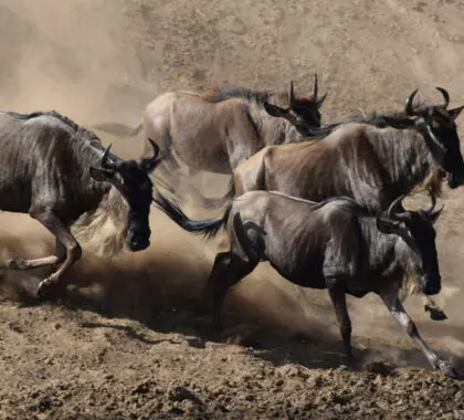 Thousands of wildebeest crossing the Mara River during the Great Migration