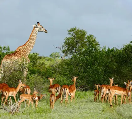 Timbavati Game Reserve 420x380