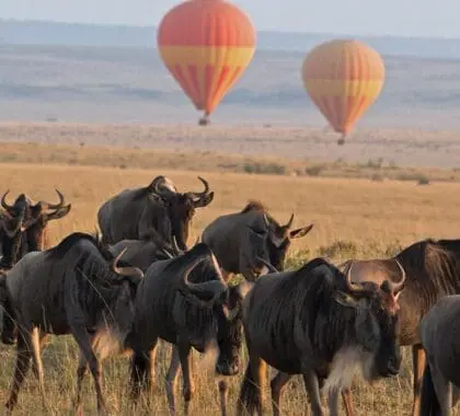 Great Migration MASAI MARA KENYA