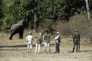 Flat-dogs-camp-walking-safari-in-south -Luangwa -national -park-Zambia