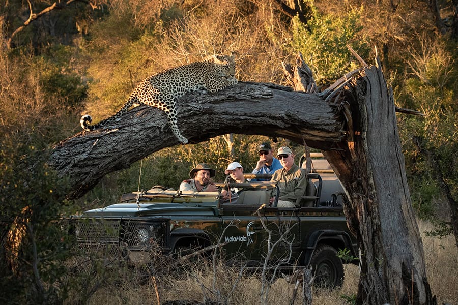 MalaMala-Main-Camp-Kruger-game-drive