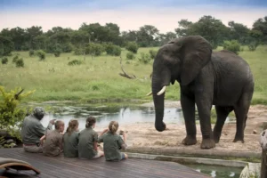 The Elephant Experience at Somalisa Acacia in Zimbabwe