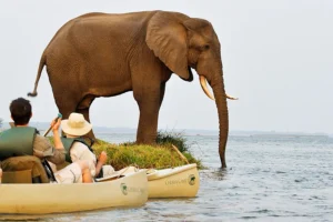 canoes and boats safaris in the might Zambezi river