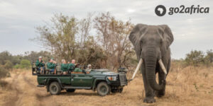elephant-passing-close-by-the-jeep
