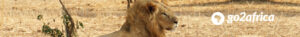 lion resting in savanna under the shade
