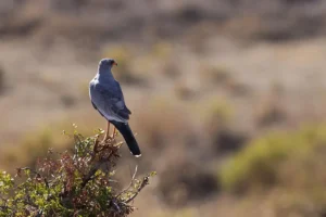 sanbona wildlife reserve bird watching in South Africa
