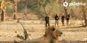 walking safari watching a lion resting_600x300