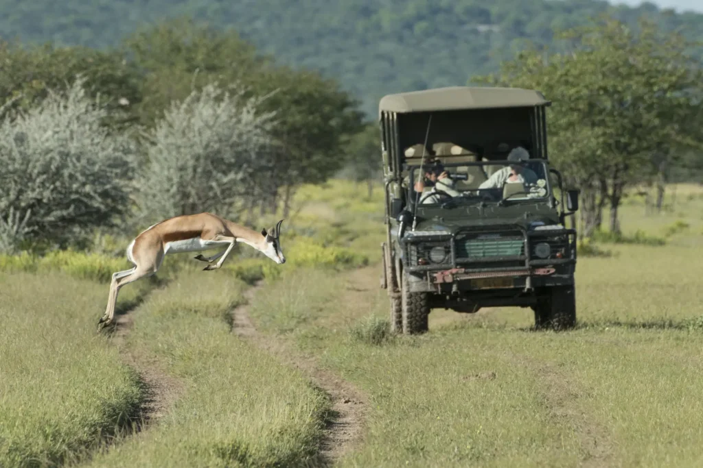 A-springbok-is-captured-mid-leap-demonstrating-its-characteristic-pronking-behaviou
