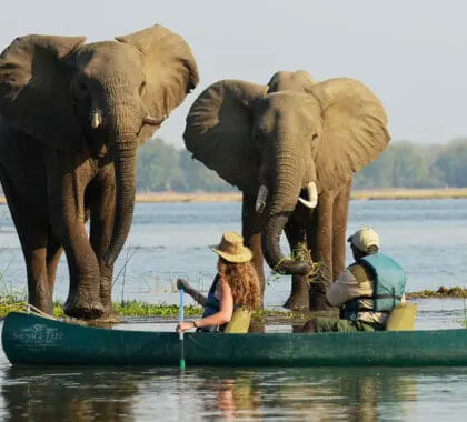 Canoeing-In-The-Zambezi.