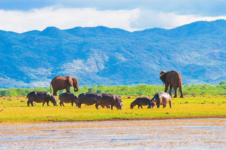 Changa-Safari-Camp-Matusadona-National-Park