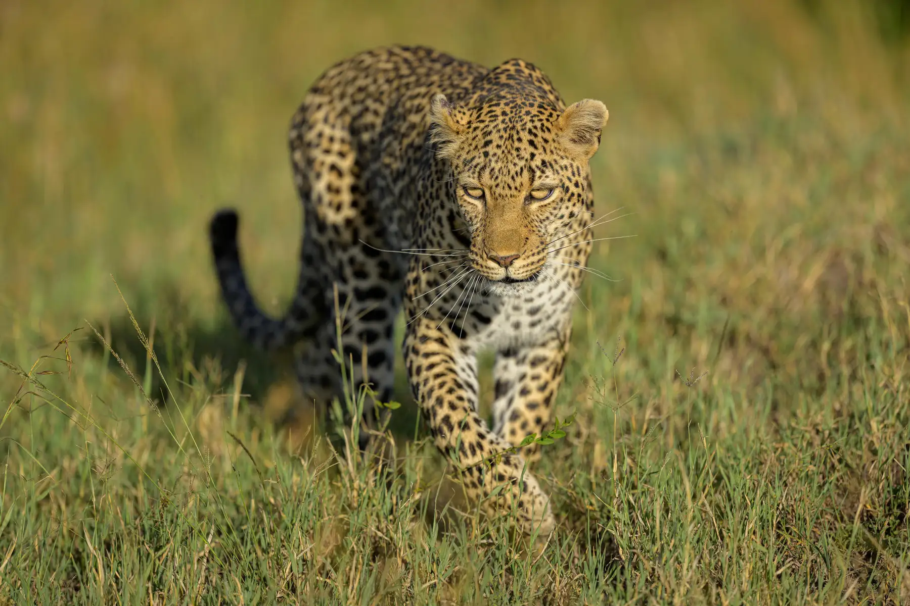 Elusive Leopard Sighting at Entim Mara Camp – A Rare Masai Mara Safari Encounter