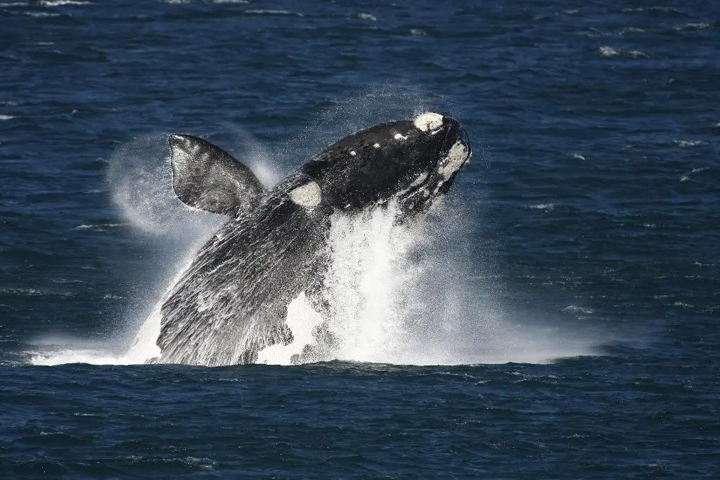 Garden Route and Whale Watching journey Experience a Whale Breaching