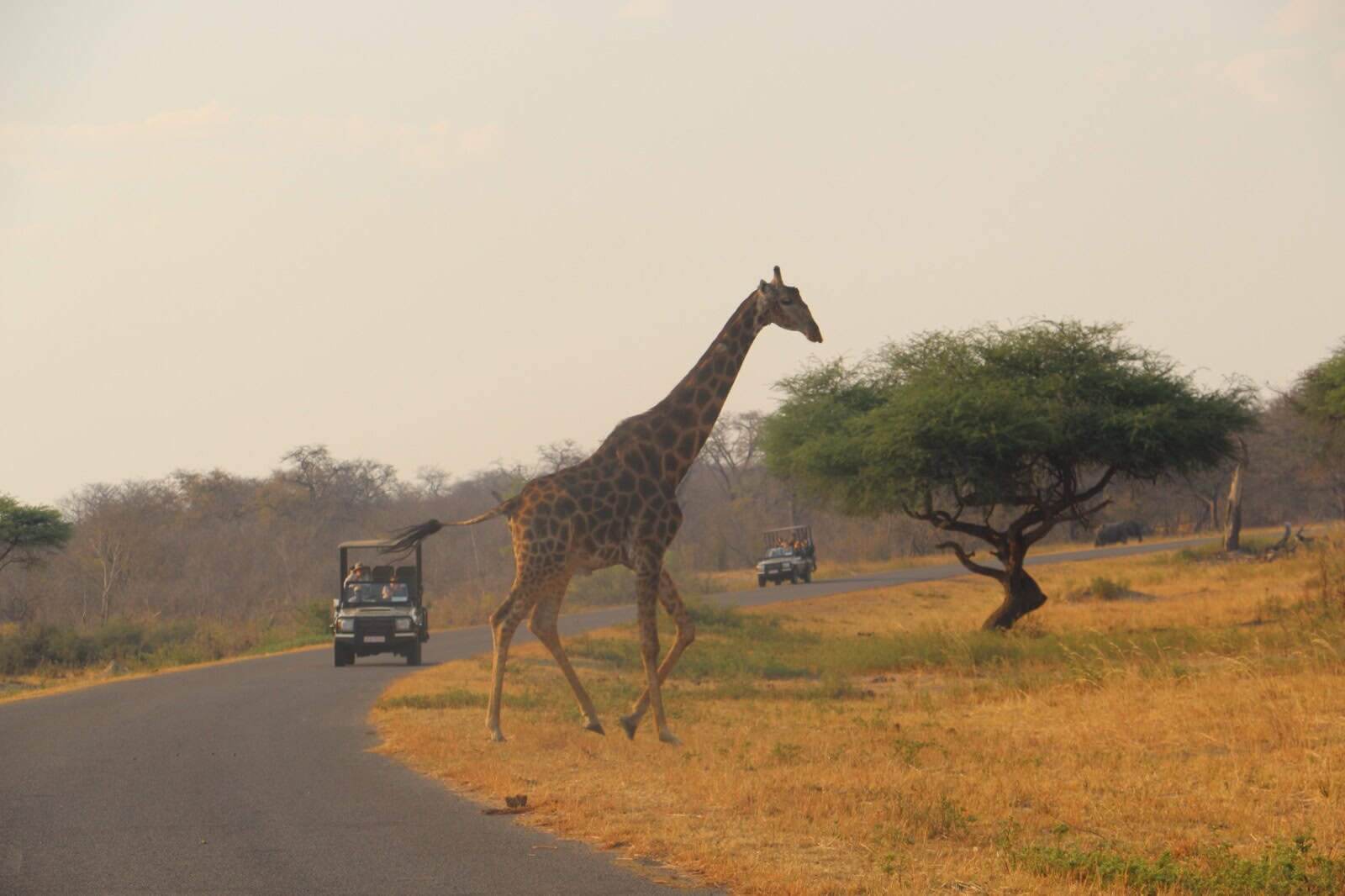 Giraffe-in-Hwange-national-Park.