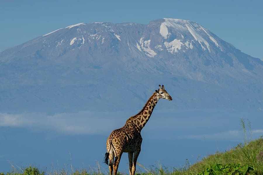 Lake-Duluti-Serena-Hotel-Exterior-Giraffe-and-Mount-Kilimanjaro