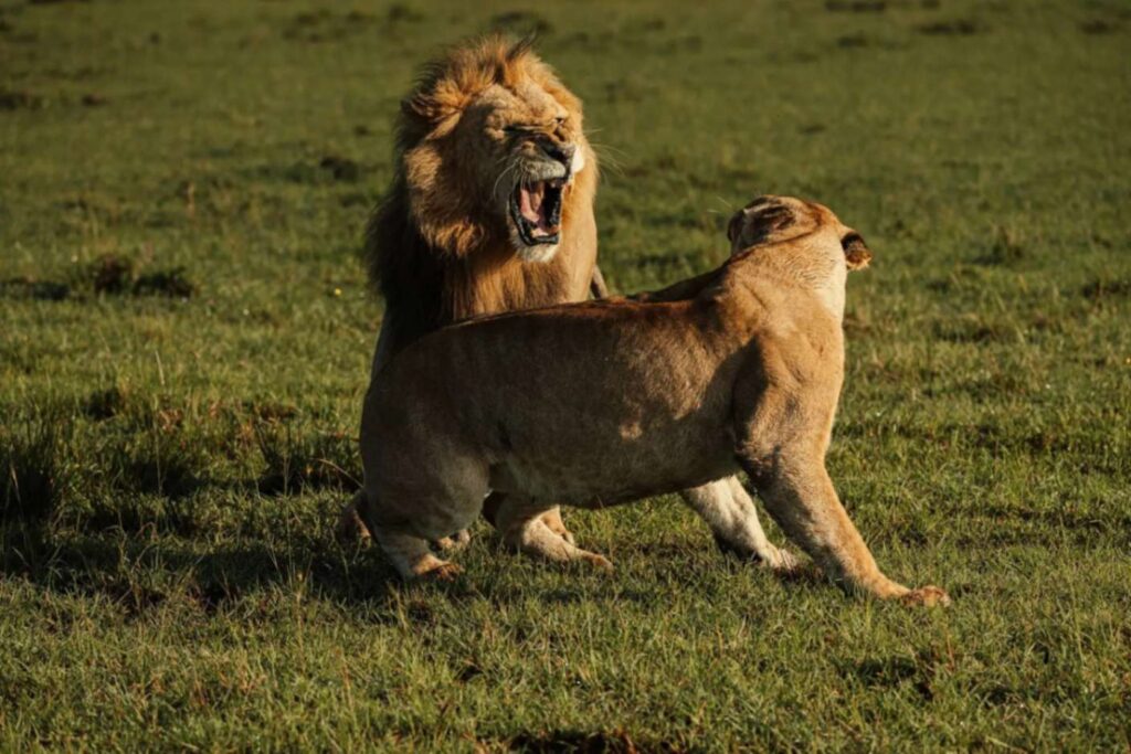 Lions in Masai Mara