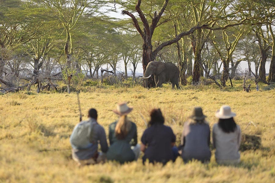 Namiri-Plains-Walking-with-Elephant