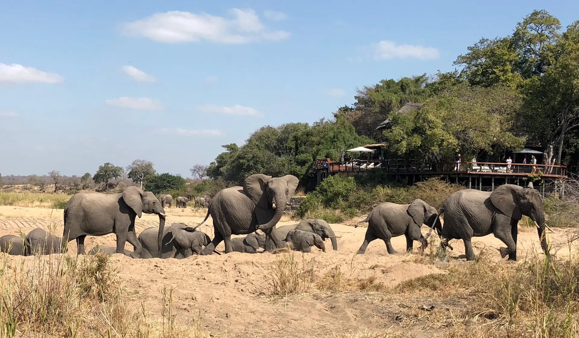 Elephant herd with calves walking across a sandy riverbed in Kruger National Park, South Africa