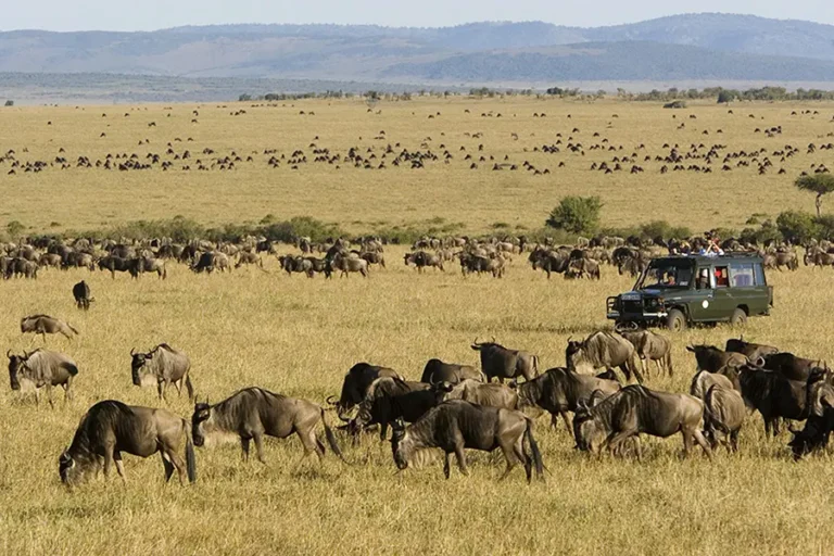 Rekero-Camp-Wildebeest-Migration