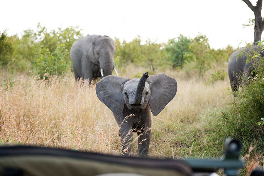 Singita-Boulders-Lodge-elephant-sighting