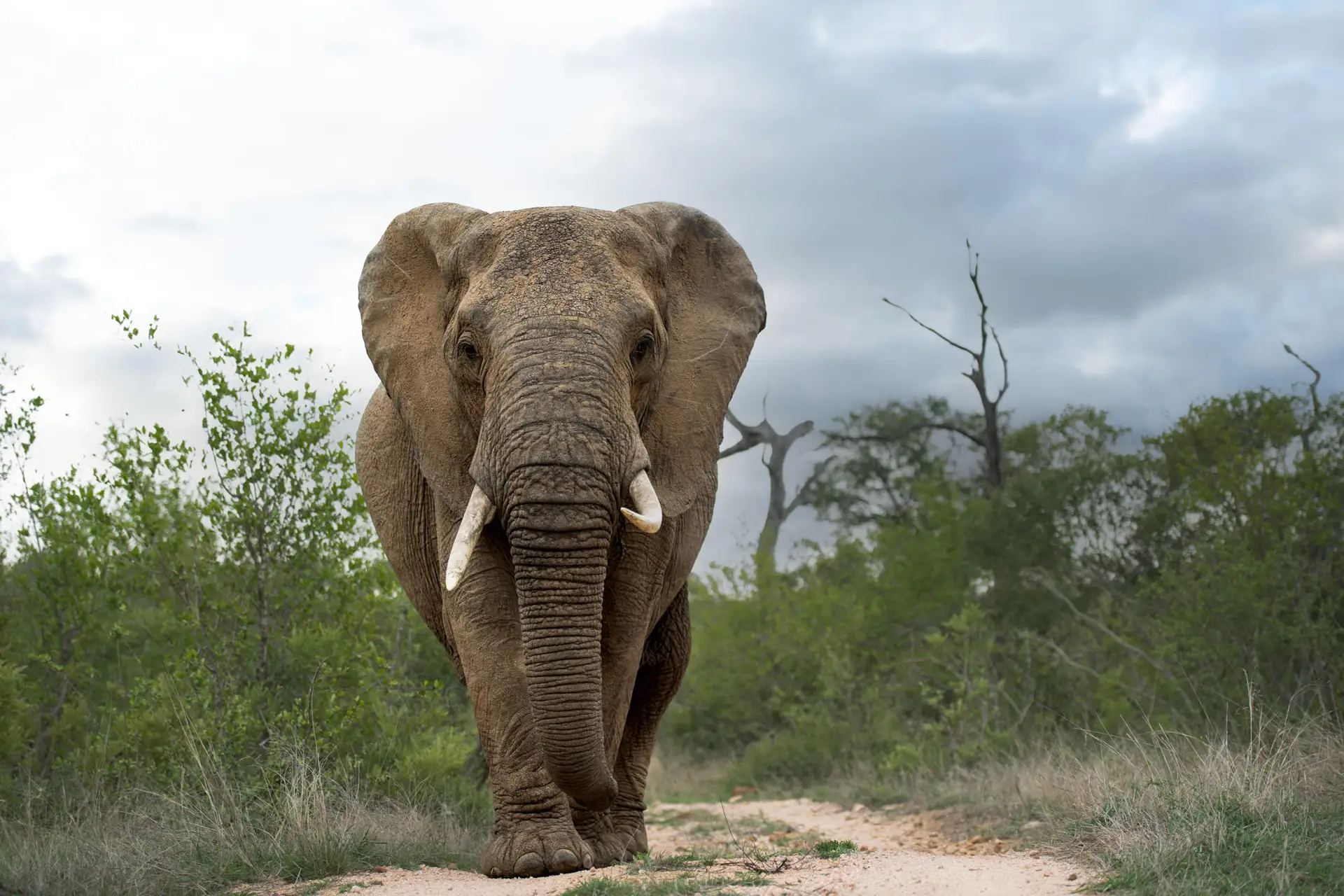 Singita wildlife elephant bull