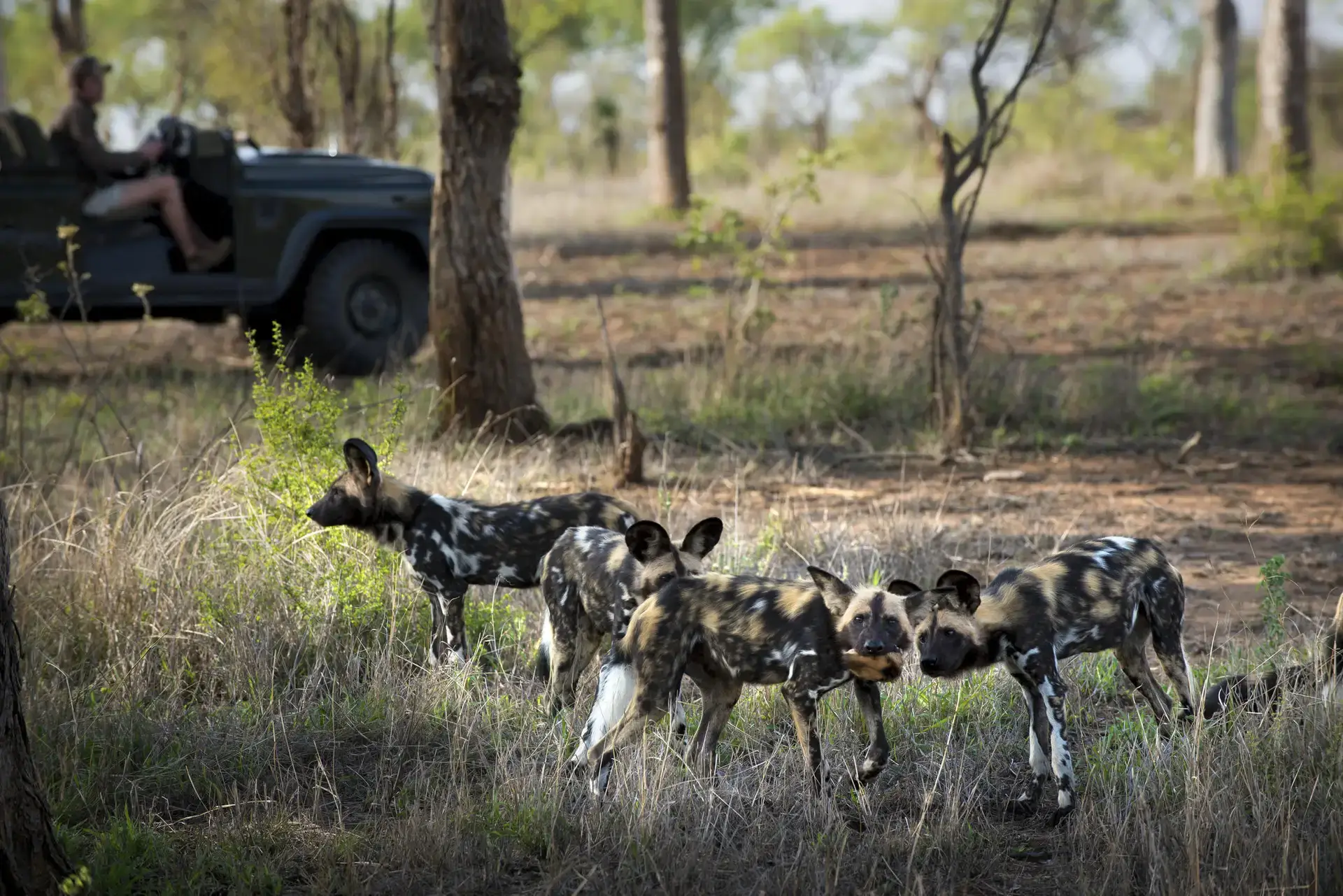 Tengile game drive sighting wild dogs