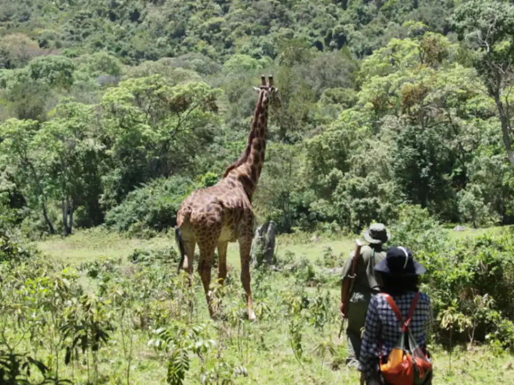 Walking safari in South Luangwa Zambia a giraffe is close by