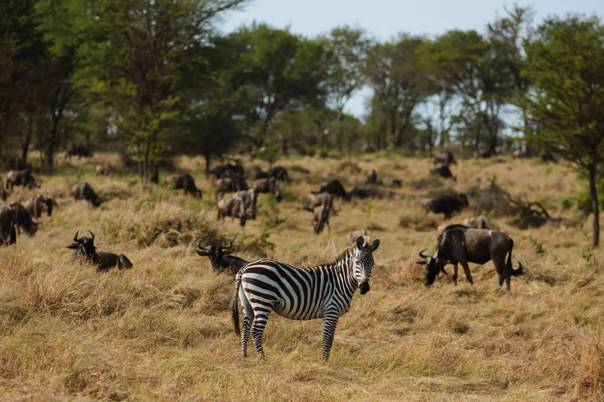 Zebra-as-part-of-Great-Migration.