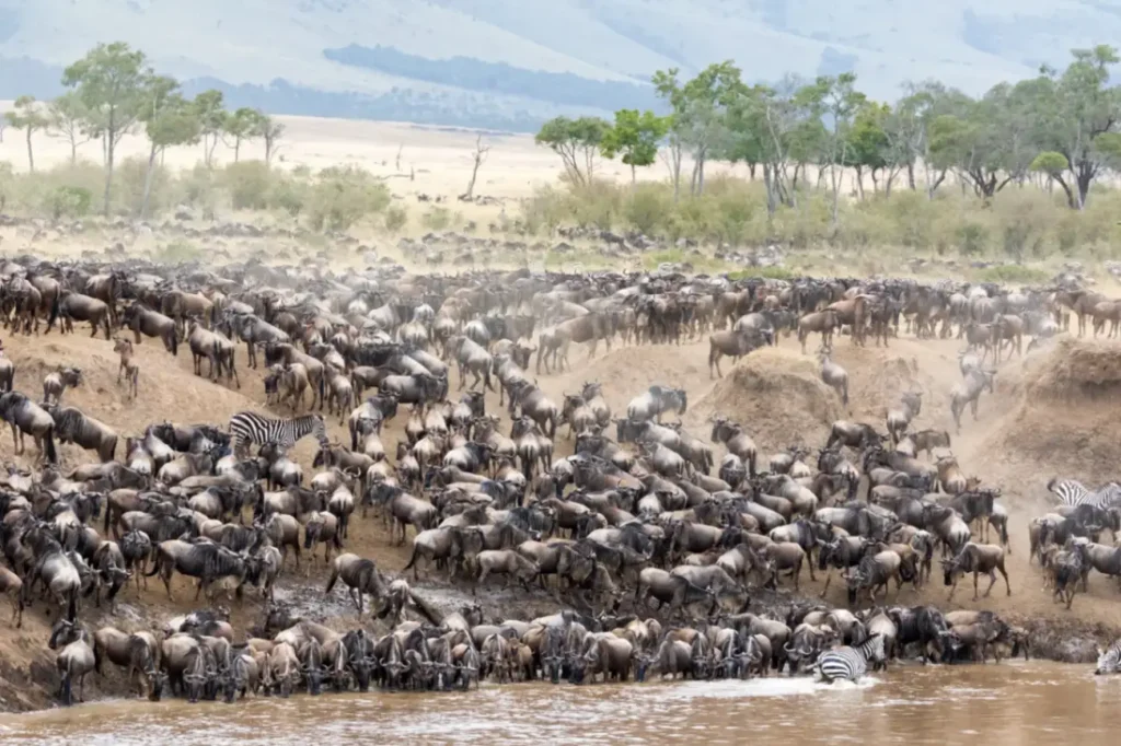 Zebras and wildebeest on the migration