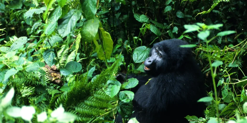 Bwindi impenetrable forest for Gorilla trekking