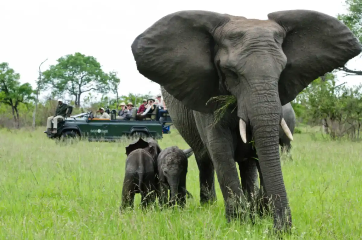 Elephants in close proximity at Sabi Sands safari