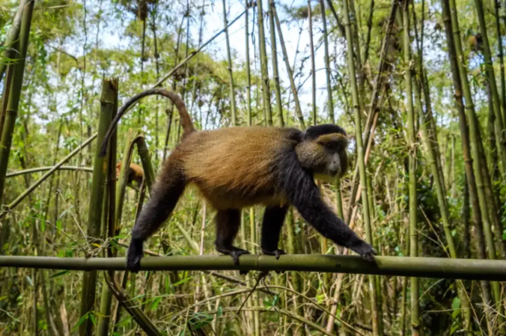 Golden chimpanzee only seen in Rwanda