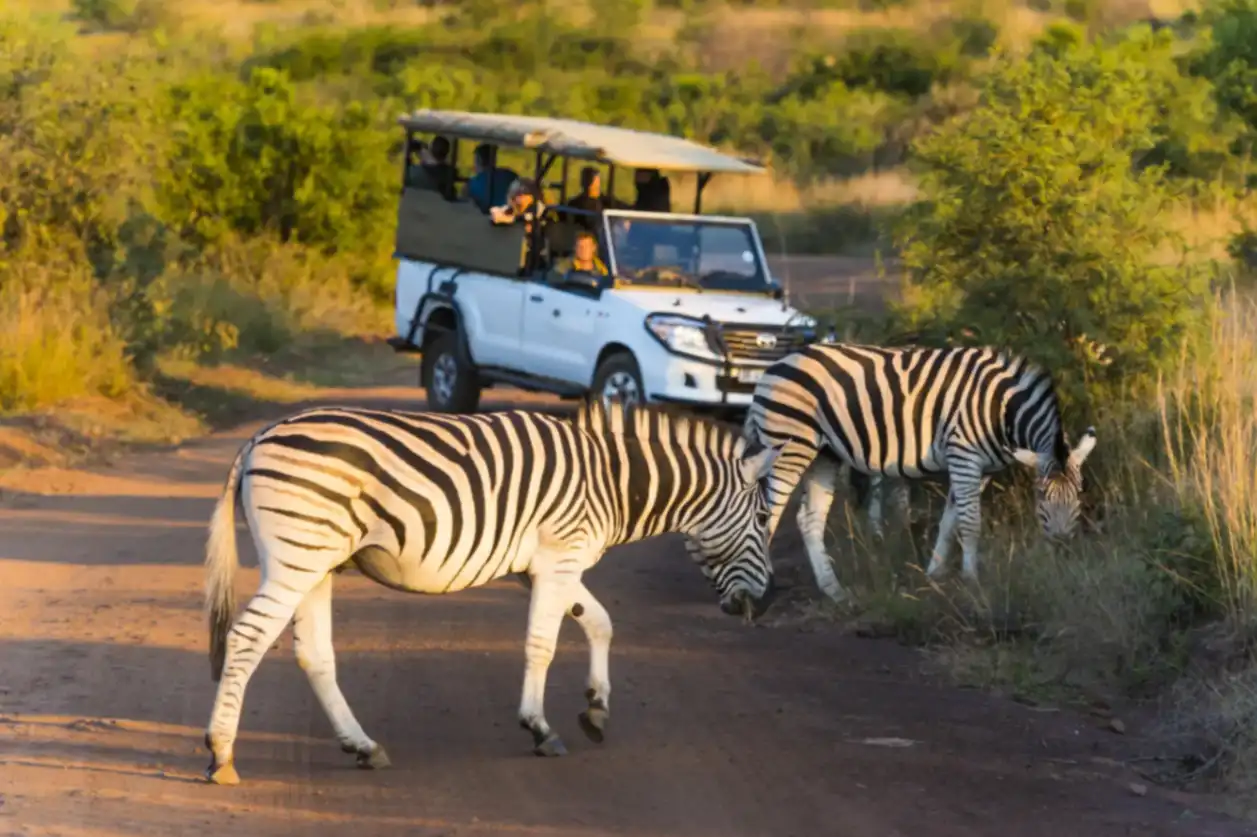 Pilansberg-Madikwe-Adventure-Safari.