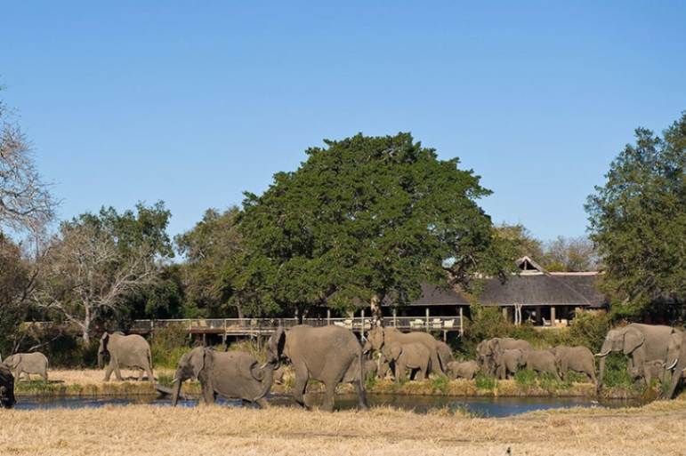 Sabi-Sabi-Bush-Lodge-Elephants-at-Lodge