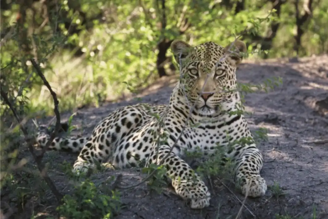 The-elusive-leopard-at-Madikwe-Game-Reserve.webp