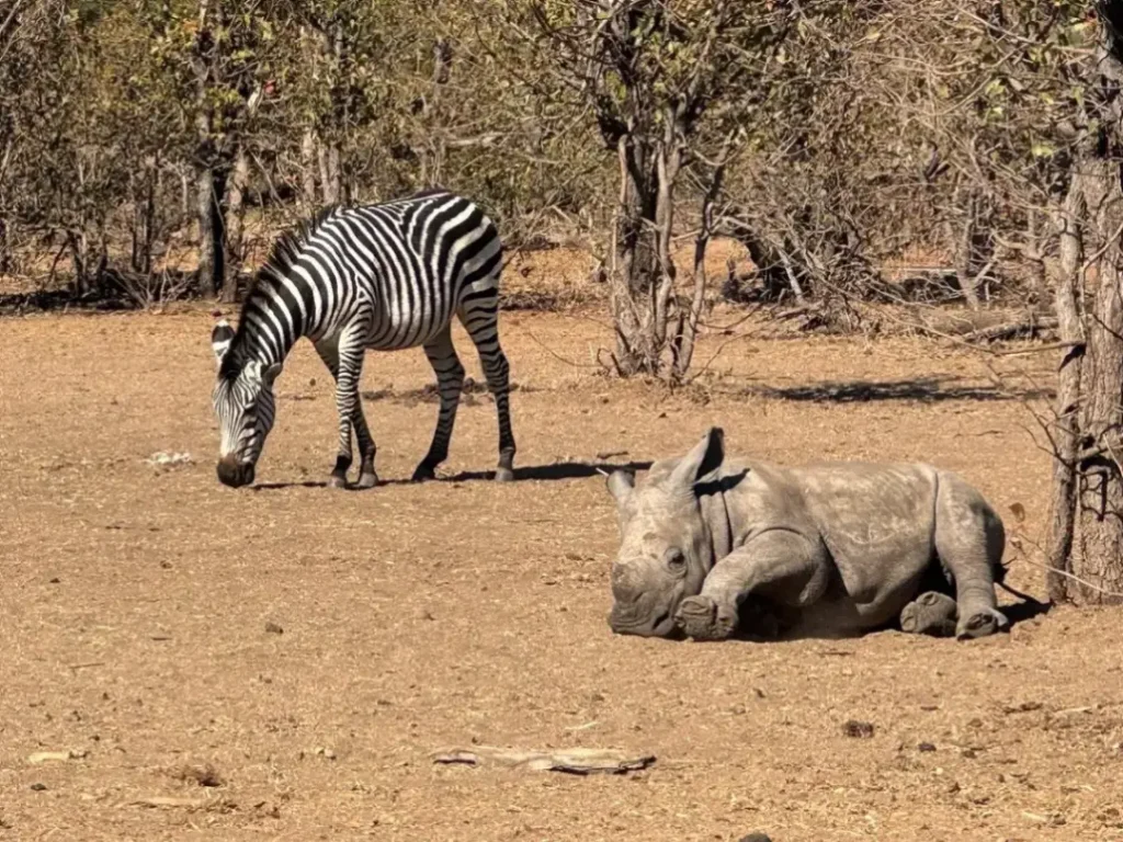 Zebra and baby Rhino playtime