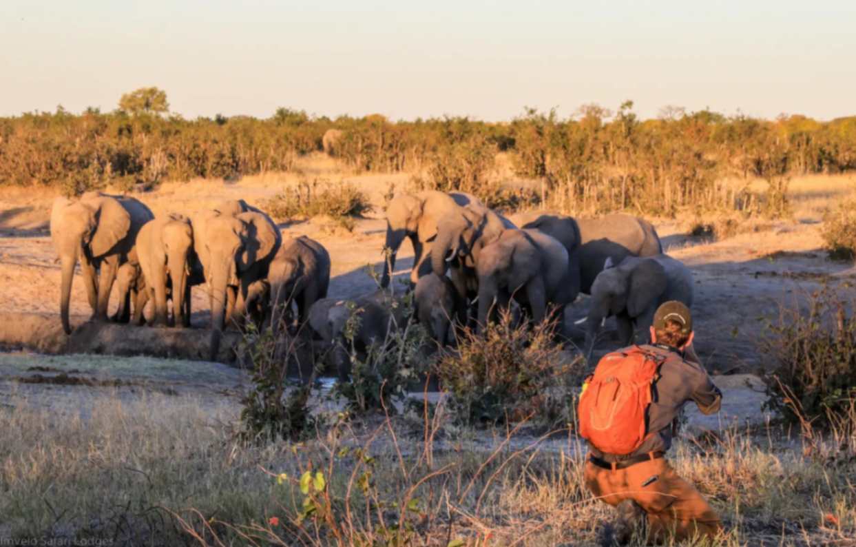 imvelo_safari_lodges_-_nehimba_-_thirsty_elephants_herds