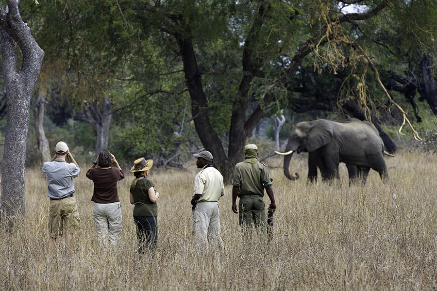 mfuwelodge-South-Luangwa-National-Park-is-the-birthplace-of-the-walking-safar