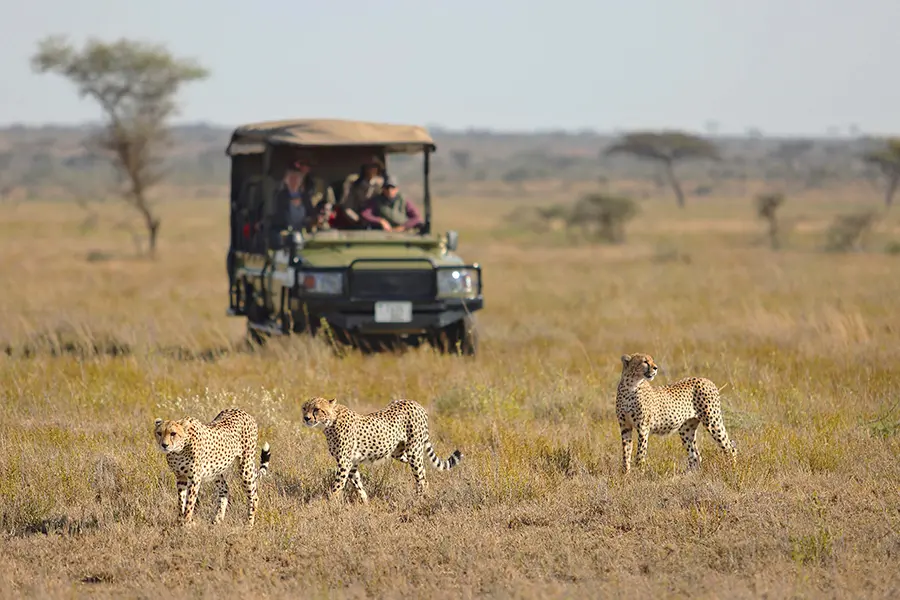 namiri_plains_game_drive_with_cheetah2