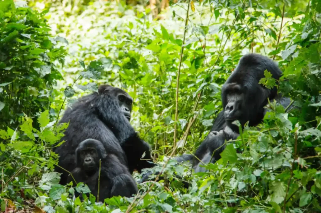 A gorilla family resting near Singita Kwitonda Lodge in Volcanoes National Park, Rwanda.