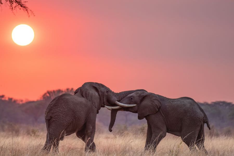 Two bull elephants fighting near Chada Katavi Camp during sunset in Katavi National Park