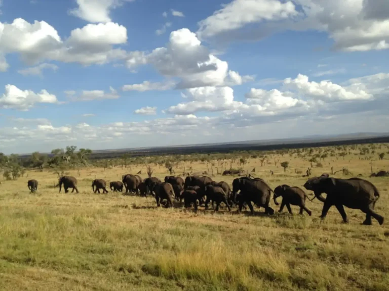 A majestic herd of elephants on the move across the golden plains of the northern Serengeti.