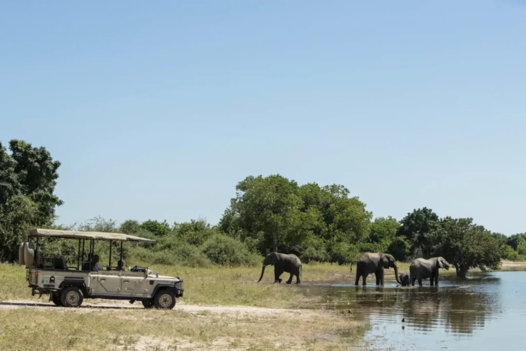 Game drives at Chobe sighting elephants drinking water